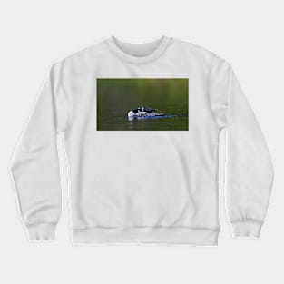 Common loon stretch Crewneck Sweatshirt